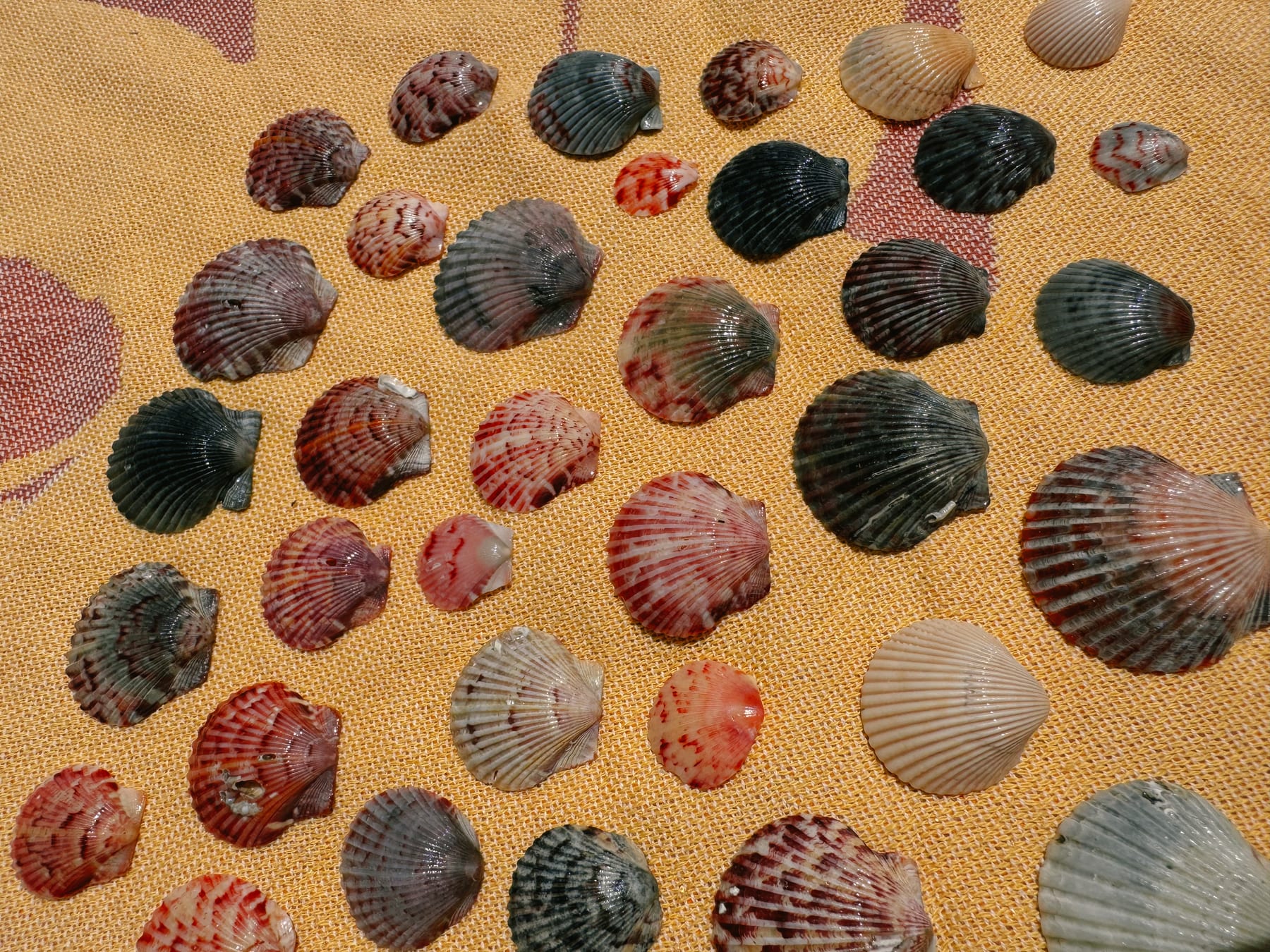 Naples shells